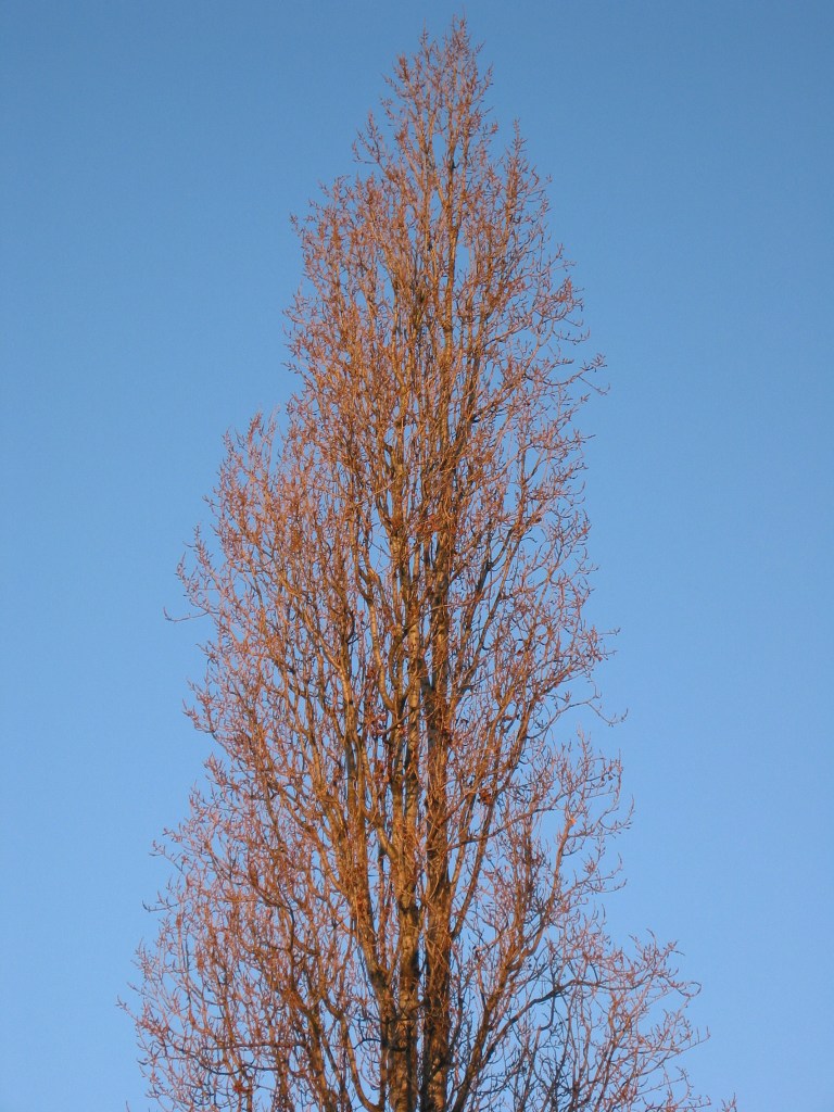 Trees in the sunrise.
